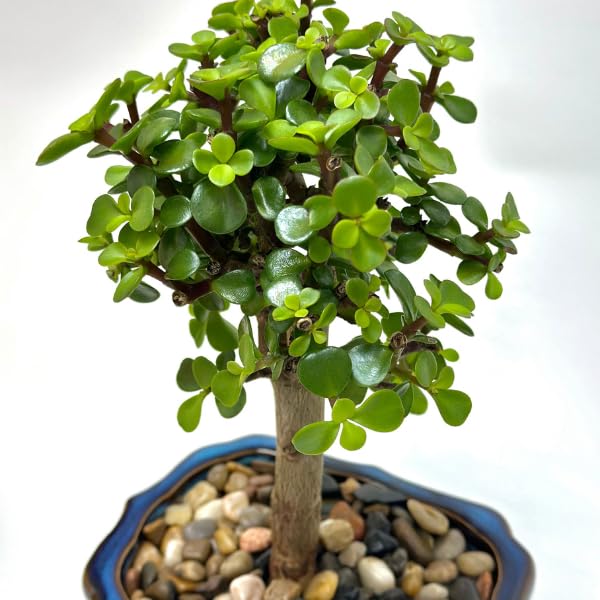 buy philodendron brasil australia PHILODENDRON BRAZIL – Sydney's Plant Market main image 0