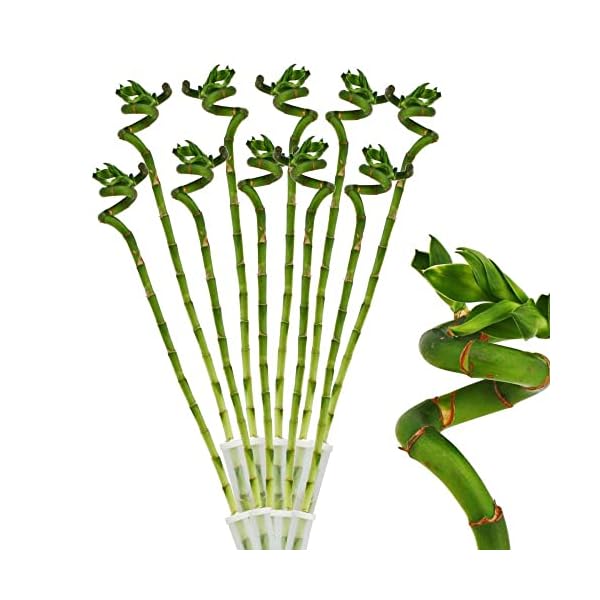 10x Lucky Bamboo Glücksbambus - 50cm