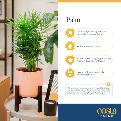 Image of Costa Farms Parlor Palm Live Plant in Plastic Pot, Air Purifying Indoor Houseplant, Perfect for Home, Room, or Office Decor, Great House Warming or Birthday Gift, 14-18 Inches Tall