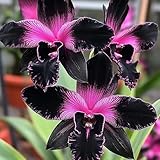 55 piezas semillas de orquideas - de jardín rocas resistentes, Semillas orquídea Cattleya, perennes, interior, pradera