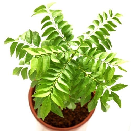 Garden Art Kadi neem, Sweet neem, Meetha neem, Murraya koenigii Live Plant Kitchen herb Medicinal Plant, Curry leaves (Pack Of One Healthy Plant) Nursery Grower's Bag/Pot