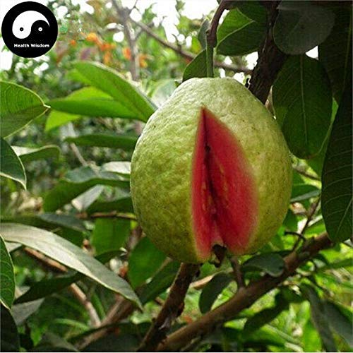 PLAT FIRM Germination Seeds: 60pcs: Buy Red Guava Fruit Tree Seeds Plant Fruit Psidium Guajava Grow Fan Shi Liu