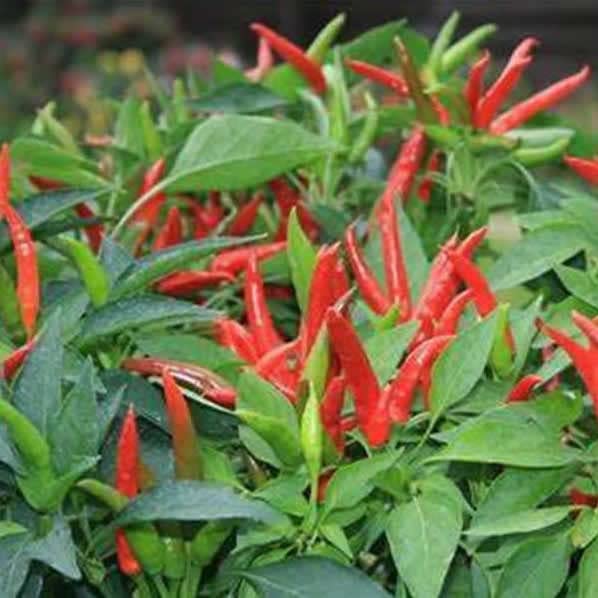Semillas de Chile Birds Eye - Semillas de Chili Pajaro Pimiento Picante Rojo