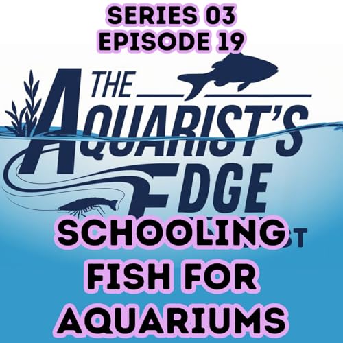 Best Schooling Fish for Home Aquariums (Shoaling vs Schooling Explained)