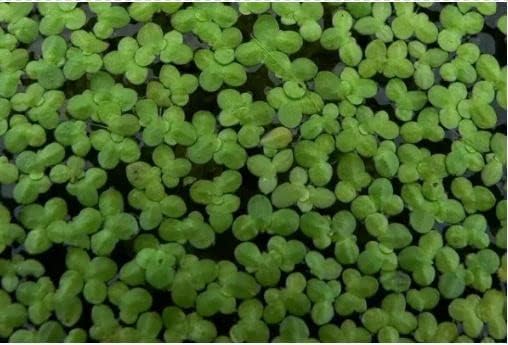 1 pound duckweed live plants Turtle Herp food Organic no chemicals tank raised