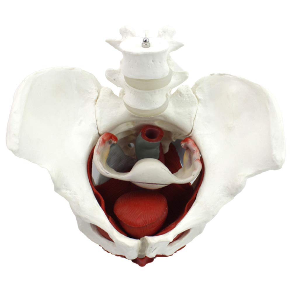 Modello Bacino Femminile Scheletro Femminile Pavimento pelvico Modello pelvico anatomico Bacino Femminile Modello Pavimento pelvico Formazione università ClinicheLaboratorio