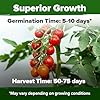 HOME GROWN Large Red Cherry Tomato Seeds Pack 500 High Germination Heirloom Seeds Vegetable Seeds for Garden,Homestead & Self-Sufficient Growing(Solanum lycopersicum) #1