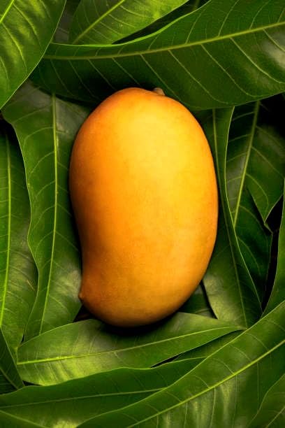 GARDENOPOLIS - Ratnagiri Alphonso Grafted Mango Plant - Big Size Plants - Early Fruiting Variety - Low Maintenance Plant - Shipped in Safe & Secured Packaging (3 Feet) (B0CB79L8V3) Amazon Price History, Amazon Price Tracker