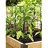 Gardeners supply company pepper and eggplant garden stakes upright metal vegetable plant supports sturdy v shape stackable ladder trellis 6 w x 6 d x 32 h set of 3 green  urban country home decor