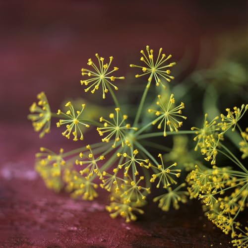 semi di aneto resistente - giardino interno 700pcs