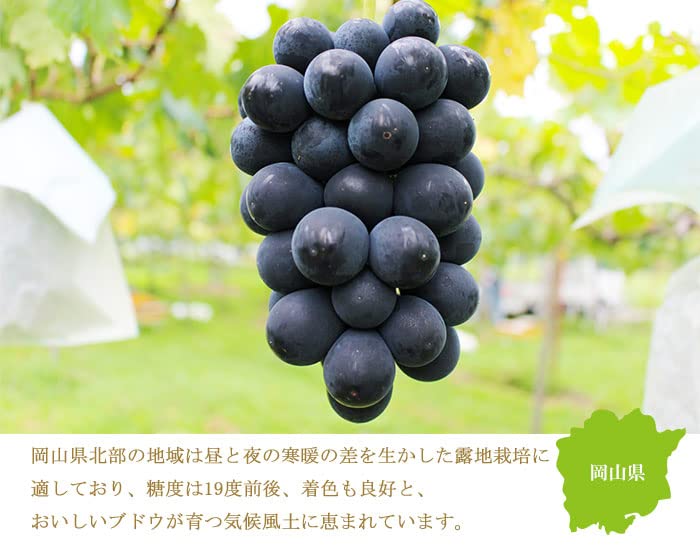 Amazon.co.jp: ぶどう ブラックビート 赤秀 600g 1房 岡山県産 JA