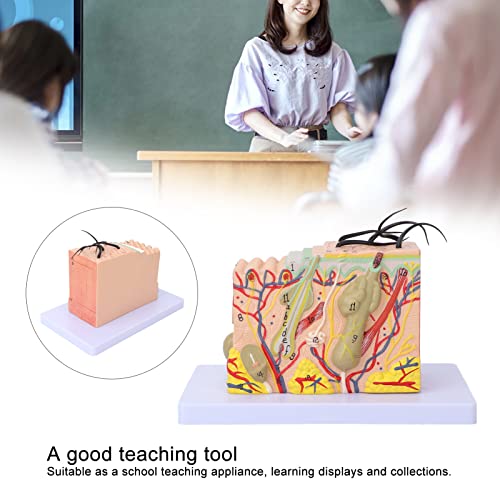 Image of Anatomical Skin Model, 35X Magnified Skin Layer Structure Model with Hair 3D Teaching Tool PVC Material for Anatomy Study and Learning