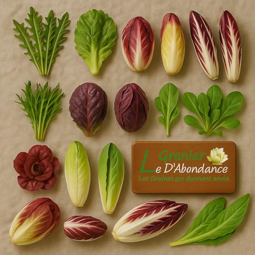 Lot de 3000 graines à semer - Le Grenier d'Abondance - Fan de Chicorées - 12 sachets individuels