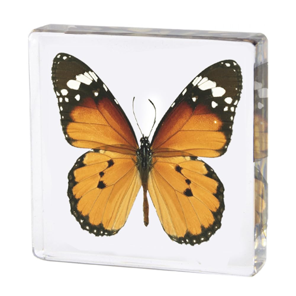 Large Real Butterfly Specimen in Resin, Genuine Resin Butterflies Framed Display for Taxidermy, Oddities, Biology, Sciencem, Home Decor, School Education (Butterfly-D)