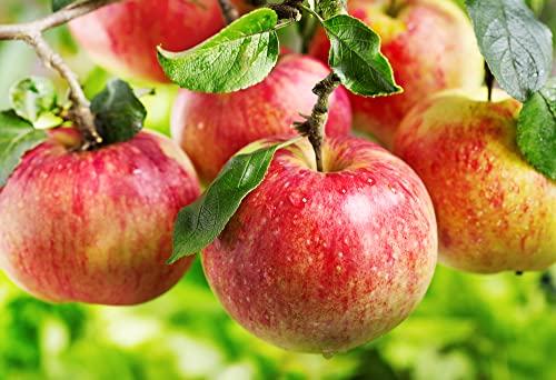Apple Tree Seeds For Planting - 30 Seeds - Malus Pumila, Common Apple Tree #TOP8