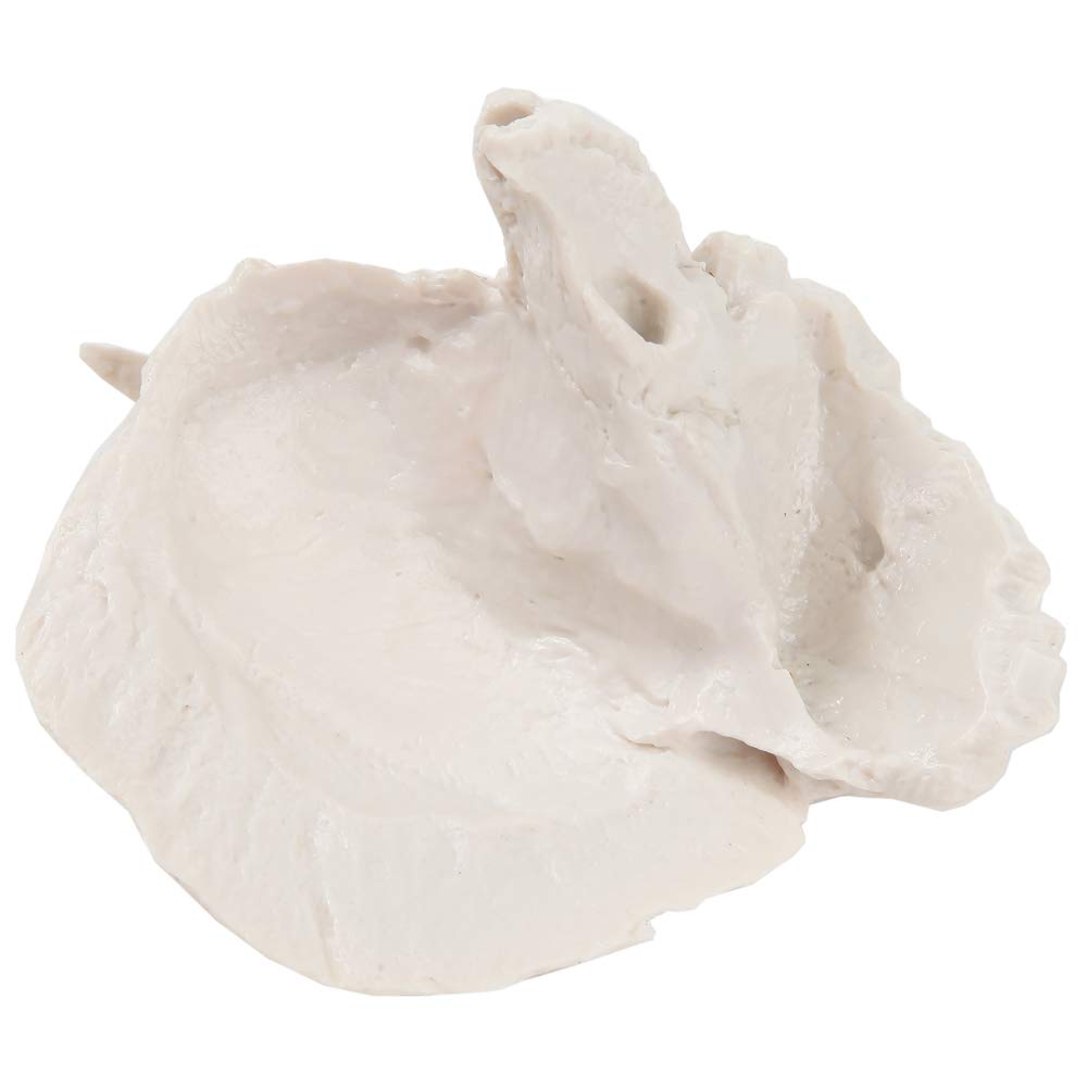 Axis Scientific Temporal Bone - Right, Human Skull Anatomy Model, Medical Vision Scientific Flexible Cervical, Skeleton Head, Skulls Replica Life Size, Includes Detailed Product Manual for Study