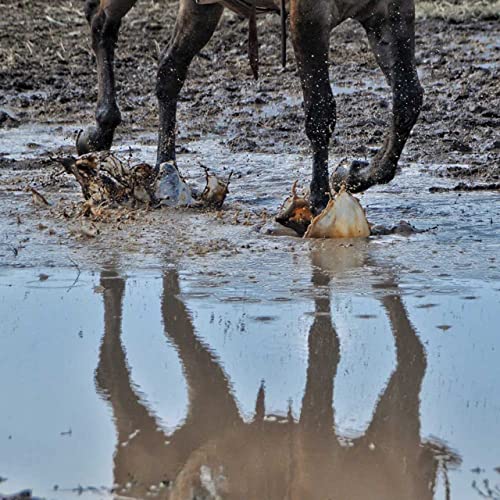 FormaHoof vs The Elements Podcast Por  arte de portada