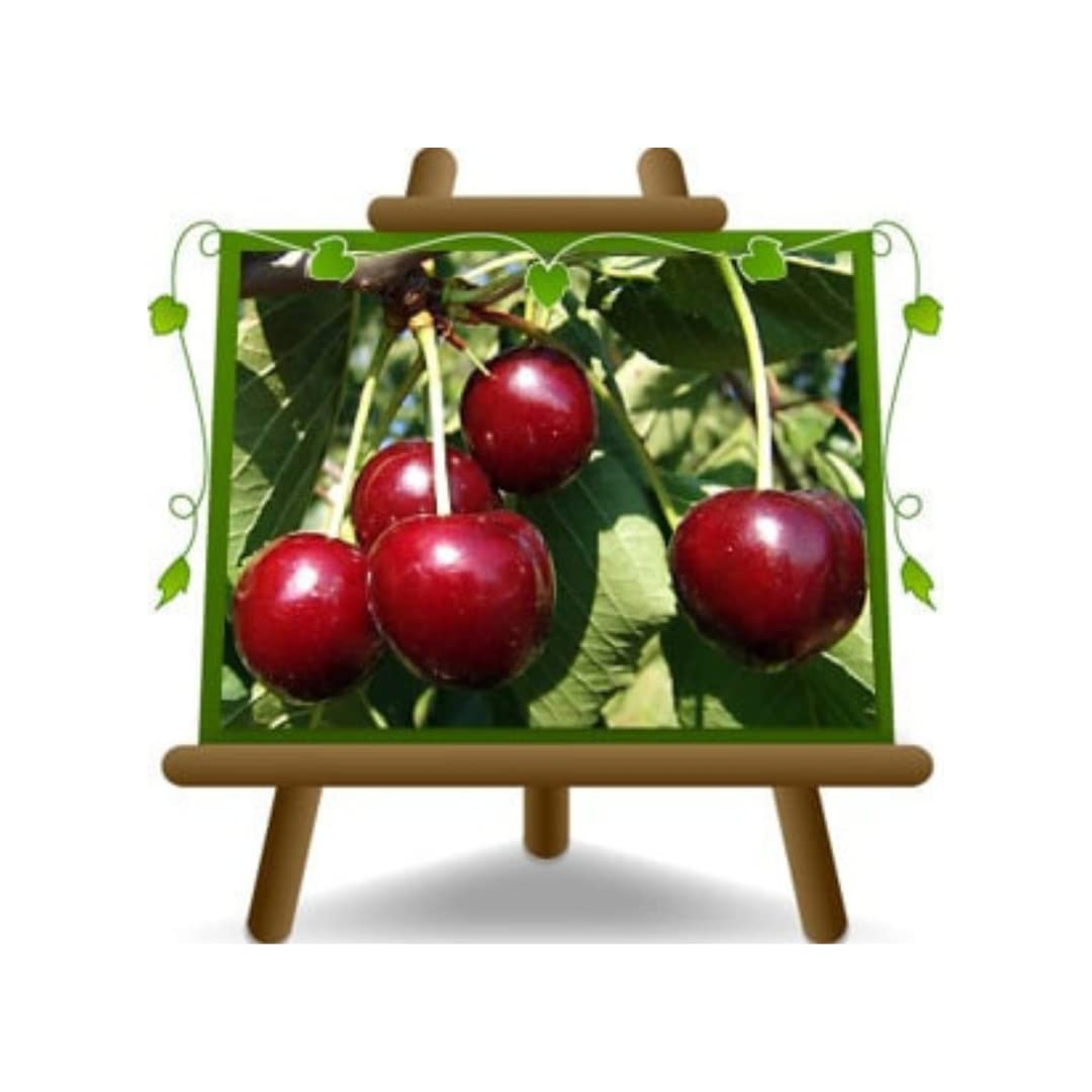 Cerisier Dolce New Star Autofertile En Pot Ø20cm - Hauteur 150-170cm - Âge 2 Ans - Fruits Rouge Vif