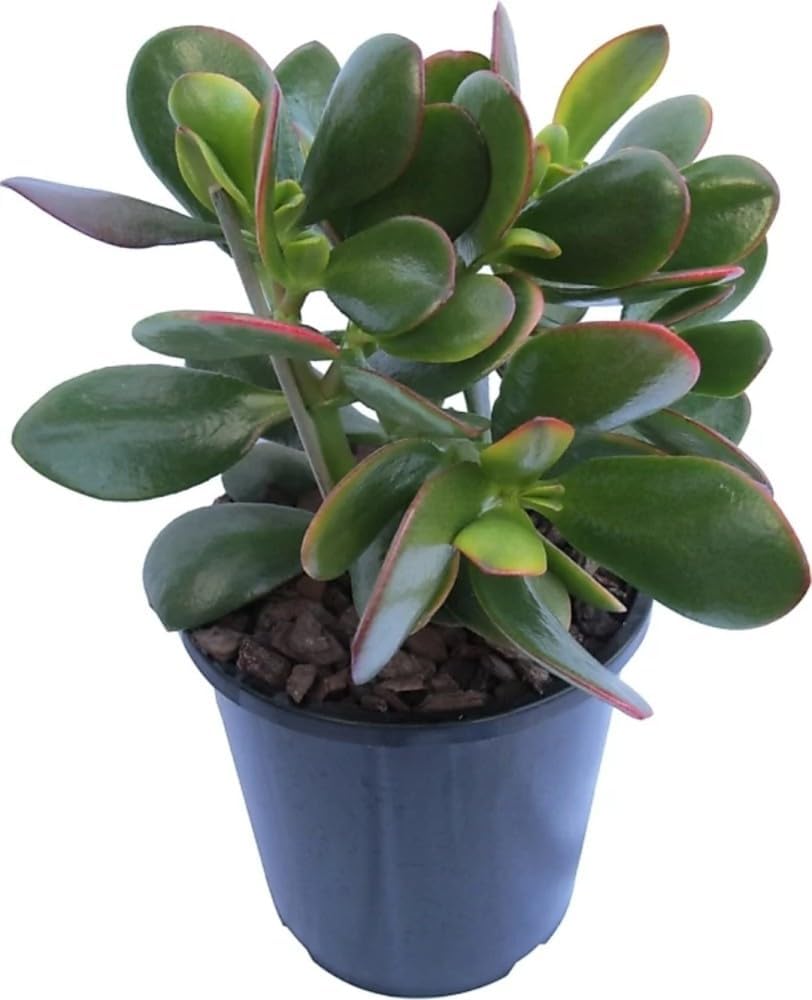 See full amazon price history chart for Guru ji Plantation Good Mini Kuberakshi Live Plant With Black Pot | Mini Jade Vastu Plant Suitable For Bedroom, Kitchen Living Room Dinning Table Office Desk With Black Plastic Pot Guru ji Plantation Good Mini Kuberakshi Live Plant With Black Pot | Mini Jade Vastu Plant Suitable For Bedroom, Kitchen Living Room Dinning Table Office Desk With Black Plastic Pot (B0D5MBR43L) Amazon Price History, Amazon Price Tracker