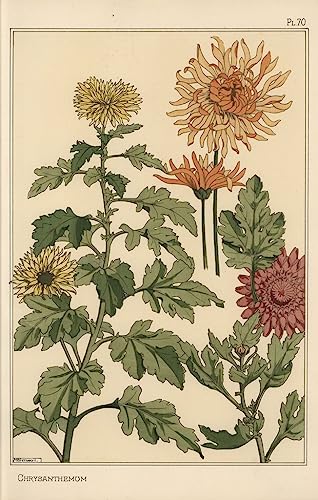 Poster sur toile d'Étude botanique par Eugene Grasset 50 x 70 cm pour créer un coin de verdure