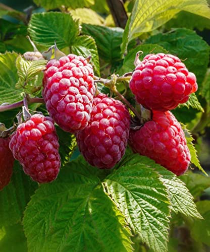 Delicious Red Raspberry 2000 Seeds - Made In Usa - All Natural Grown - Ready For Planting #TOP5