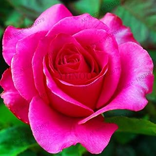 . ! New 2018 50pcs / Bag Rare Mixed Colors Garden of Rose Rainbow Rosa Flores Bonsai Seedsas Black Pink Flowers Rare Balcony for: 7: Only Seeds