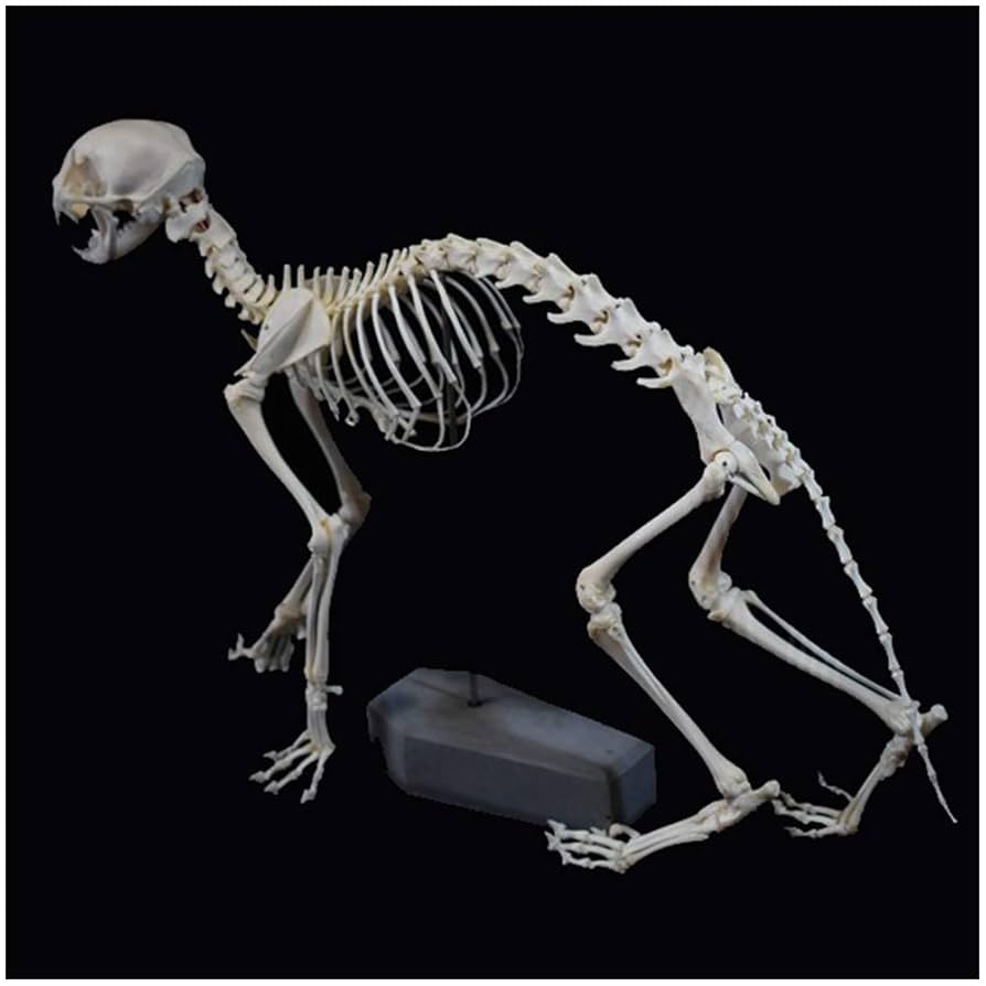 ネコの全身骨格模型（レプリカ）