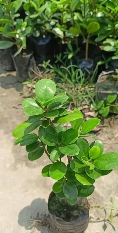 Ficus Microcarpa Live Plant 6-8 Inch Table Top Decorative Plant (1 Live Healthy Plant)-image-49