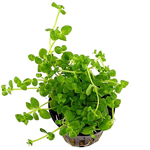 Maalavya Live Aquarium Aquatic Plant Bacopa-australis live Plant (10 To 12 Stems) With Pot (B09B11TY49) Amazon Price History, Amazon Price Tracker