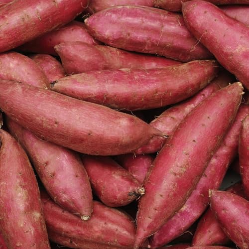 新地町産 紅はるか 生さつまいも 5kg 2025年11月以降順次発送