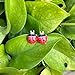 Cute Ladybug Stud Earrings for Women - Dainty Red Ladybird Stud Earrings- Fashion Jewelry Gifts-wing closed