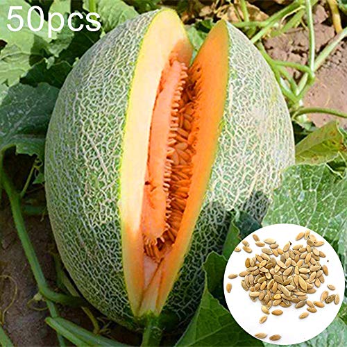 SOQNVLN Fruit Seeds,50Pcs Cantaloupe Seeds Delicious Sweet Summer Fruit Melon Garden Farm Plant Cantaloupe Seeds