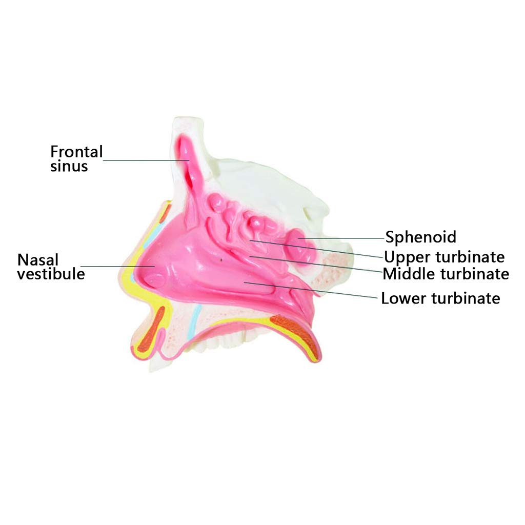 Model Krtani — Model Anatomiczny Narządów Ludzkich Modele Anatomiczne Krtani — Materiał Pvc Modele Anatomiczne Człowieka Modele Naukowe Model Krtani Do Celów Edukacyjnych