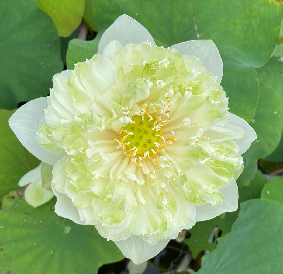 Indian Gardens - Lotus live plant Rare plant (Green Apple) Original color guarantee plant | Indoor |outdoor plant (Code 06) (B09YPVTY98) Amazon Price History, Amazon Price Tracker