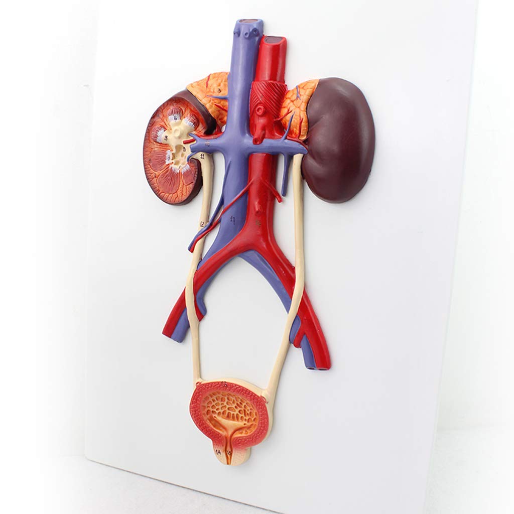 Model Układu Moczowego, Model Człowieka, Anatomiczny Ludzki Układ Moczowy Materia PVC Narzędzie Dydaktyczne Zestawy Naukowe, Materiały Laboratoryjne
