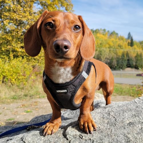 Voyager Step-In Plüsch-Hundegeschirr by Best Pet Supplies - Step-In-Westengeschirr für kleine und mittelgroße Hunde, Weicher Plüsch, Schwarzer Plüsch, size S - Brust 37-40 cm