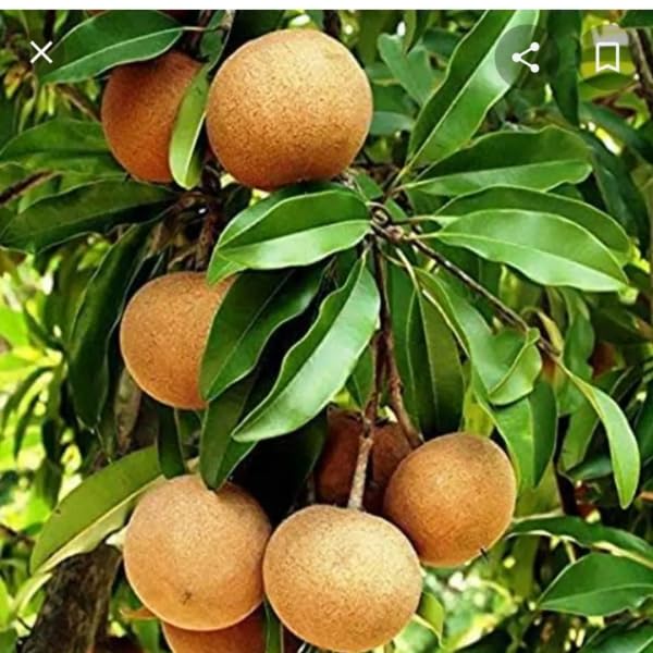Greenery Nursery All Time Cricket Ball Chiku Plant (Grafted) For Your Home and Graden Plant hight 1.2-2 feet (B0CMRDL92N) Amazon Price History, Amazon Price Tracker