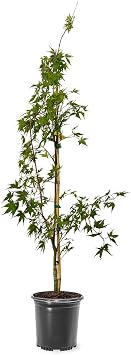 Generic The Japanese Sango Kaku Maple, Award Winning, Coral Bark, Drought Tolerant 1 gal. Nursery Pot Due to Agricultural Laws, we Cannot Ship to CA, AZ, AK, or HI