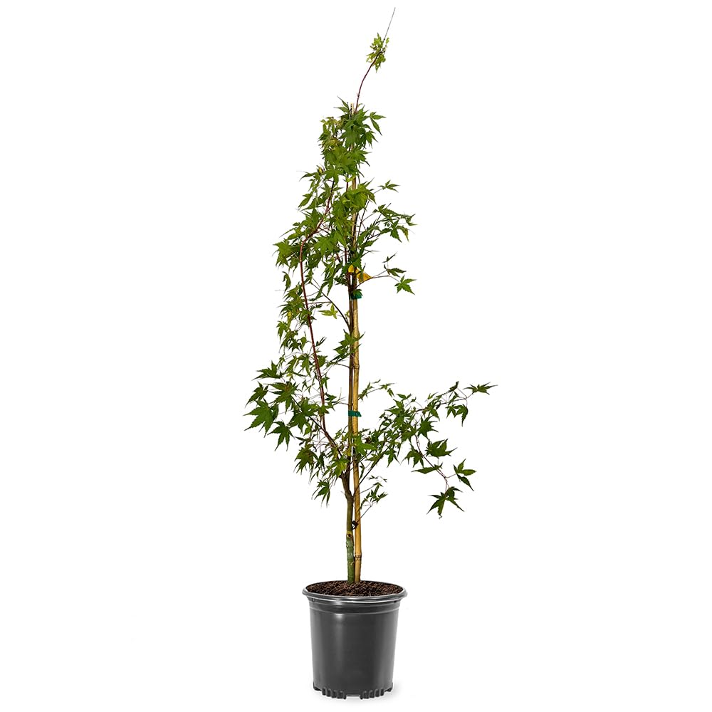 Sango Kaku Coral Bark Japanese Maple