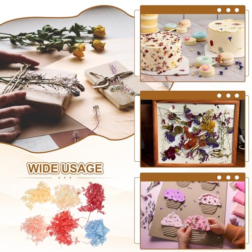 Set de flores secas naturales para manualidades miniatura 6