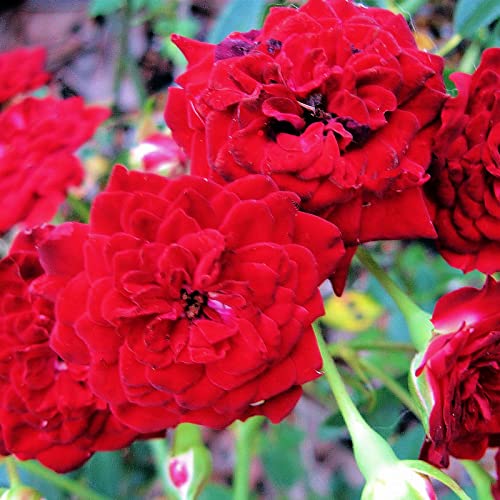 Red Cascade Own Root Garden Ground Cover Rose Live Plant Mini Double Flower Sweetheart Climber Starter Size 4 Inch Pot Emerald Tm #TOP1