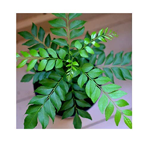 See full amazon price history chart for J R GLOBLE Live Kadi Patta/Curry Leaves Ayurvedic Plant J R GLOBLE Live Kadi Patta/Curry Leaves Ayurvedic Plant (B09B8K226C) Amazon Price History, Amazon Price Tracker