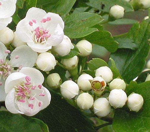 20 English Hawthorn Tree Edible Fruit Flower Mayflower Crataegus Laevigata Seeds #TOP7