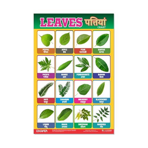 Image of ESCAPER Leaves Educational Charts for Kids, Charts for Kids Learning (11.5 x 17.5 inches), Kids Study Material, Kids Learning Books, Educational Posters