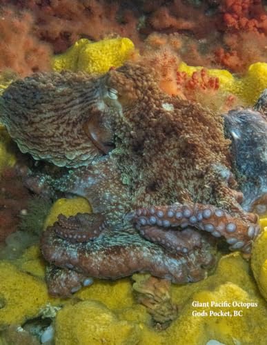 Dive into Wonder: 10 Amazing Creatures Around Vancouver Island & Where to Find Them