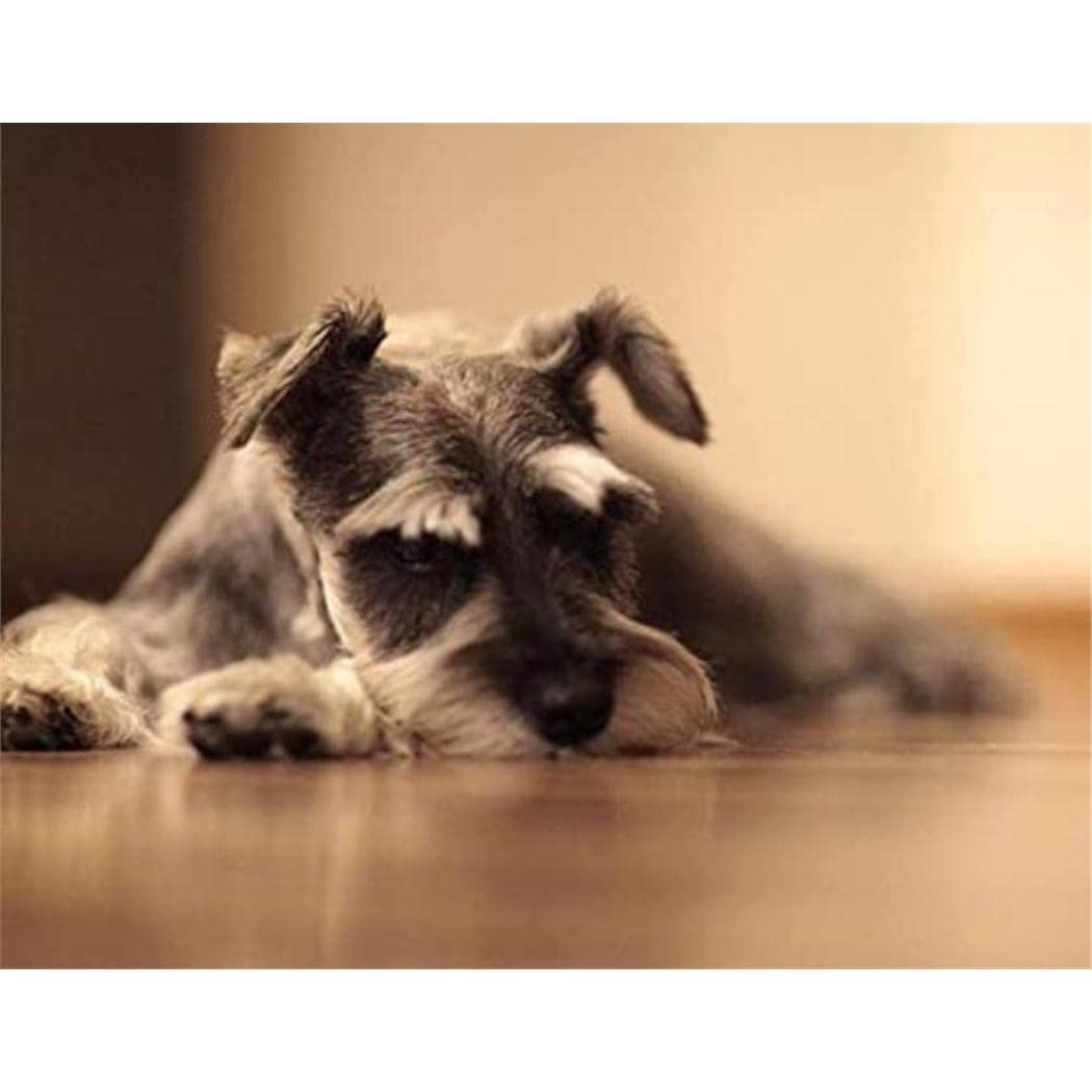 5D Diamond Painting Kits Schnauzer Dog DIY Full Drill Rhinestone Embroidery Pictures Diamond Art Kits for Adults Gift 30x40cm