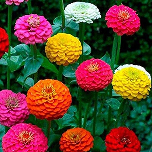 California Giant Zinnia Flower Seeds, 25 Count "Cool Beans N Sprouts" Brand. Non-Gmo. Homer Gardening. #TOP1