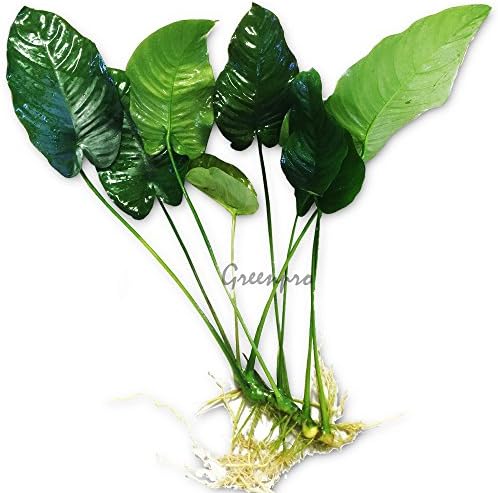 Greenpro Anubias Barteri Large | Broad Leaf Live Aquarium Plant for Freshwater Fish Tank