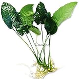 Greenpro Anubias Barteri Large | Broad Leaf Live Aquarium Plant for Freshwater Fish Tank