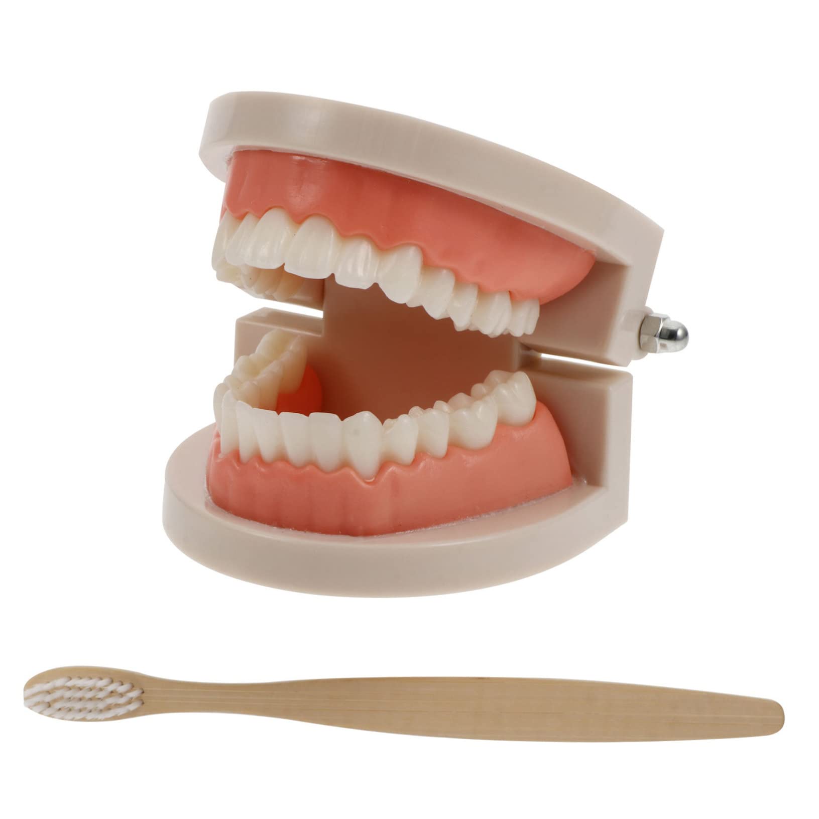 FUNOMOCYA Educational Brushing Washing Tools 1set Teeth Model Cognitive Early Learning Toy Oral Model for Boys and Girls Random